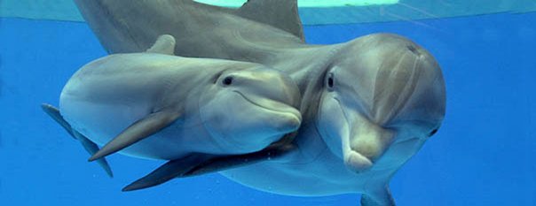 corsi biologia marina delfini