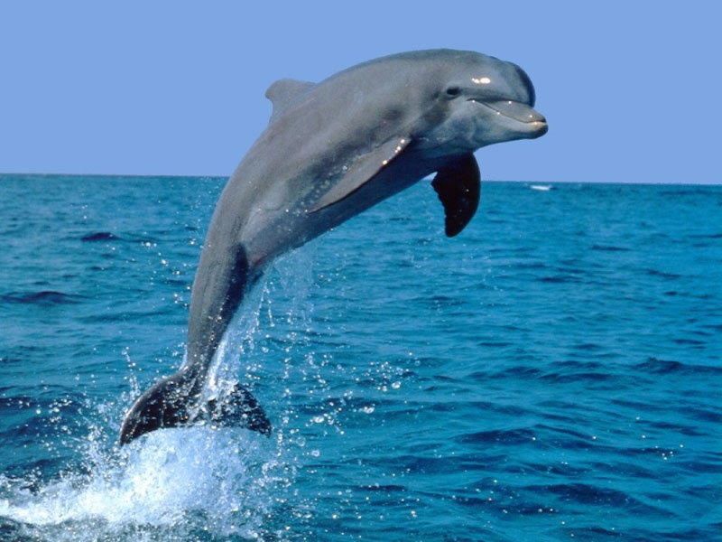 delfino tursiope